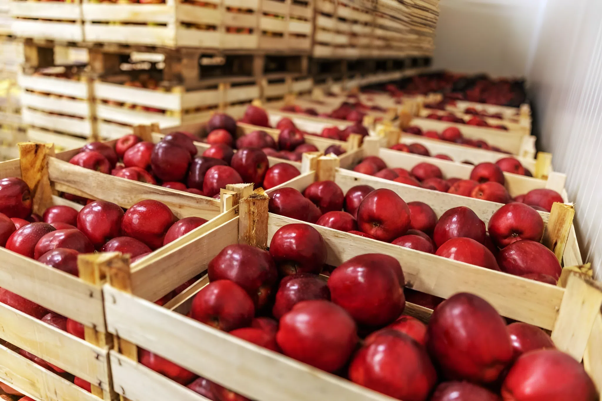 Apples in controlled atmosphere storage